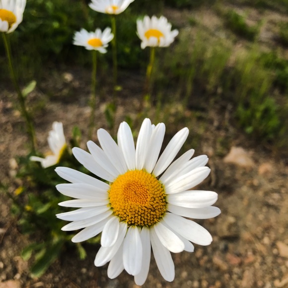 Meet your Posher, Aun - Picture 1 of 1